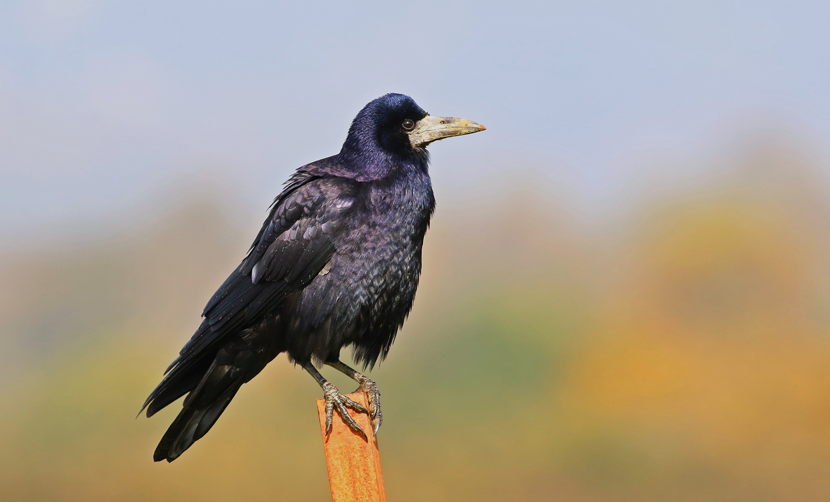 Rook